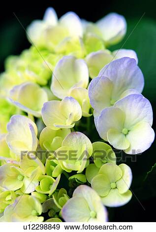 plant, vegetation, flower, white View Large Photo Image Stock Photo - plant, vegetation, flower, white. Fotosearch