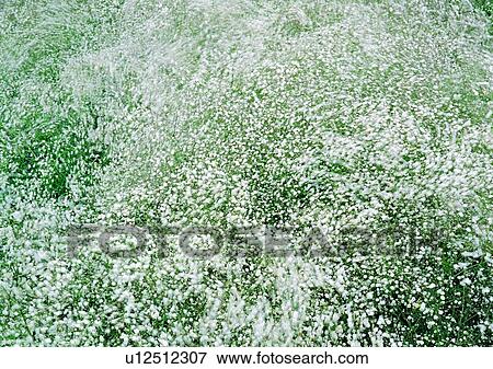 plant, vegetation, flower, white View Large Photo Image Stock Photo - plant, vegetation, flower, white. Fotosearch