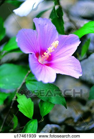 Stock Photo - plant, vegetation, flower, white. Fotosearch
