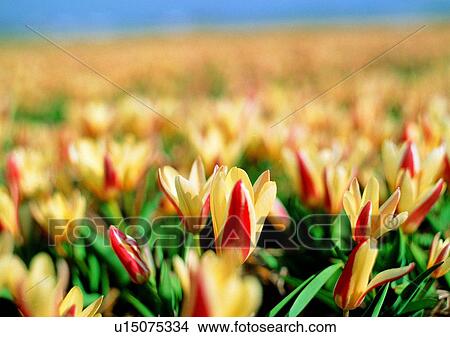 plant, vegetation, flower, white, tulip View Large Photo Image Picture - plant, vegetation, flower, white, tulip. Fotosearch