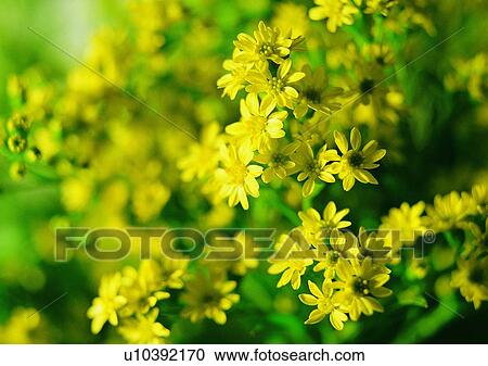 Stock Image - plant, vegetation, flower, yellow. Fotosearch