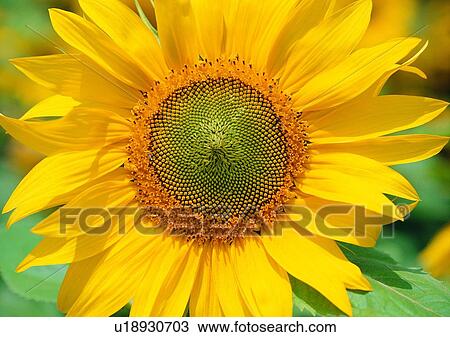 Stock Image - plant, vegetation, flower, yellow, sunflower. Fotosearch