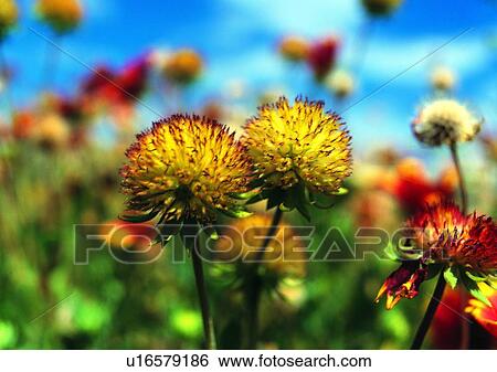 plant, vegetation, flower, yellow, blanket flower View Large Photo Image Stock Photograph - plant, vegetation, flower, yellow, blanket flower. Fotosearch