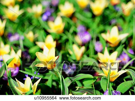 plant, vegetation, flower, yellow, tulip View Large Photo Image Picture - plant, vegetation, flower, yellow, tulip. Fotosearch