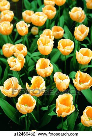 Stock Image - plant, vegetation, flower, yellow, tulip. Fotosearch