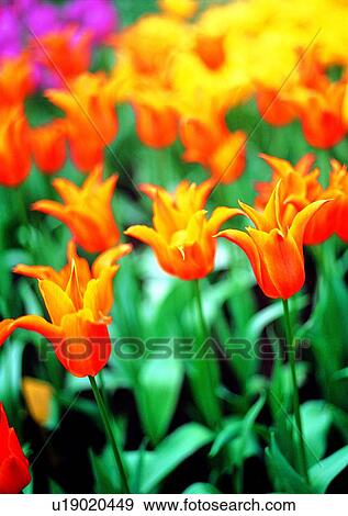 Stock Photo - plant, vegetation, flower, yellow, tulip. Fotosearch