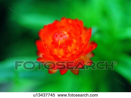 plant, vegetation, peony, red, flower View Large Photo Image Stock Photography - plant, vegetation, peony, red, flower. Fotosearch
