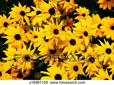 plant, yellow, vegetation, flower View Large Photo Image Stock Photo - plant, yellow, vegetation, flower. Fotosearch