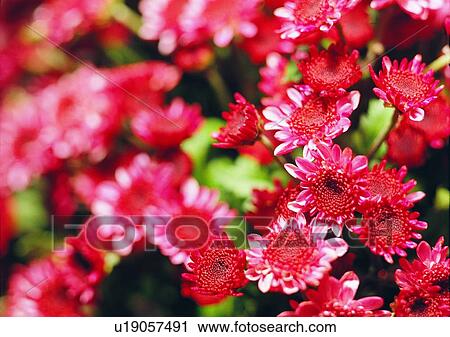 Stock Image - red, plant, flower, vegetation. Fotosearch