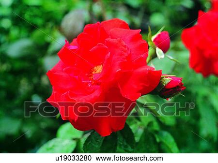 red, plant, vegetation, flower View Large Photo Image Stock Image - red, plant, vegetation, flower. Fotosearch