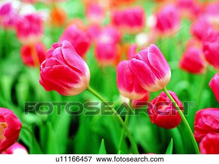 tulip, red, vegetation, plant, flower View Large Photo Image Stock Photo - tulip, red, vegetation, plant, flower. Fotosearch