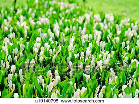 Stock Photography - vegetation, flower, liliacease, white, plant. Fotosearch