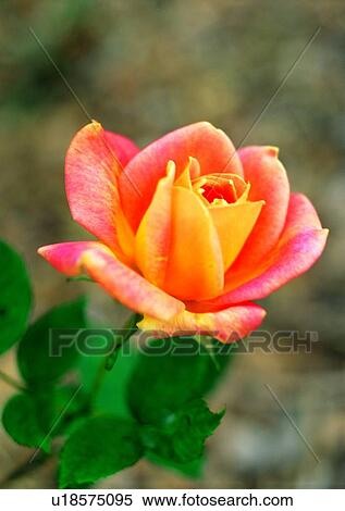 vegetation, flower, plant, orange View Large Photo Image Stock Photography - vegetation, flower, plant, orange. Fotosearch