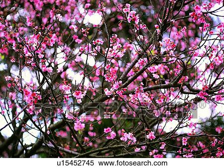 Stock Photography - vegetation, flower, plant, pink, cherry blossoms. Fotosearch