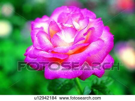 vegetation, flower, plant, pink View Large Photo Image Picture - vegetation, flower, plant, pink. Fotosearch