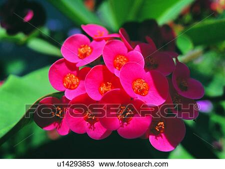vegetation, flower, plant, red View Large Photo Image Stock Image - vegetation, flower, plant, red. Fotosearch
