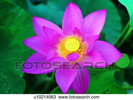 Stock Image - vegetation, flower, plant. Fotosearch
