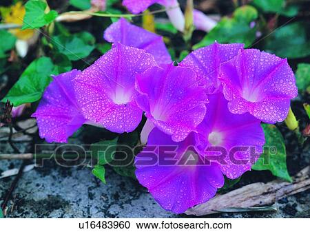 vegetation, flower, purple, morning glory, plant View Large Photo Image Stock Image - vegetation, flower, purple, morning glory, plant. Fotosearch