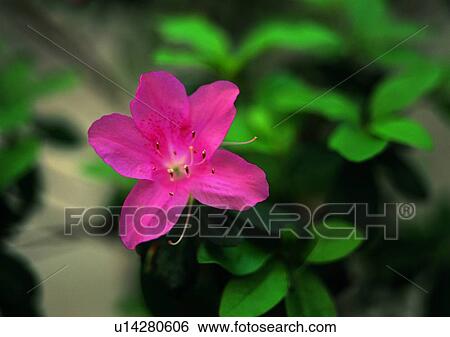 vegetation, flower, red, plant View Large Photo Image Stock Photograph - vegetation, flower, red, plant. Fotosearch