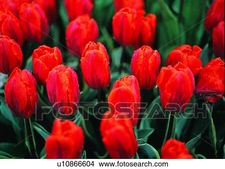 vegetation, flower, red, tulip, plant View Large Photo Image Picture - vegetation, flower, red, tulip, plant. Fotosearch