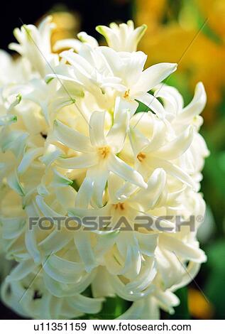 Stock Photo - vegetation, flower, white, plant. Fotosearch