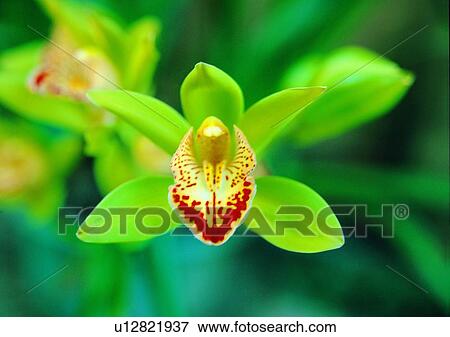 vegetation, flower, yellow, plant View Large Photo Image Stock Photo - vegetation, flower, yellow, plant. Fotosearch