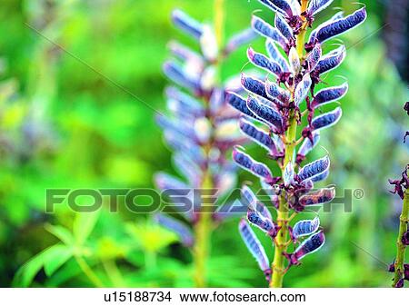 Picture - vegetation, hyacinth, purple, flower, plant. Fotosearch