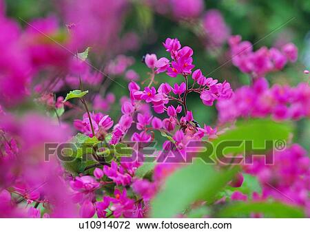vegetation, pink, flower, plant View Large Photo Image Stock Image - vegetation, pink, flower, plant. Fotosearch