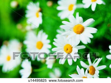 Stock Photography - vegetation, plant, chrysanthemum, white, flower. Fotosearch