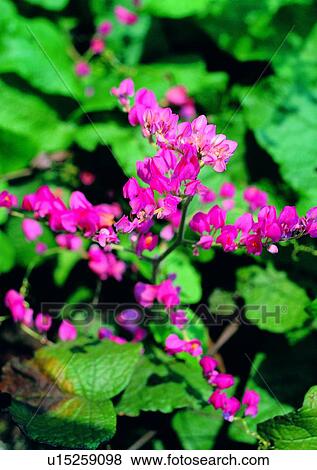 vegetation, plant, flower, purple View Large Photo Image Stock Photo - vegetation, plant, flower, purple. Fotosearch