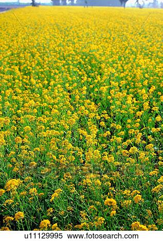 vegetation, plant, flower, yellow View Large Photo Image Stock Photography - vegetation, plant, flower, yellow. Fotosearch