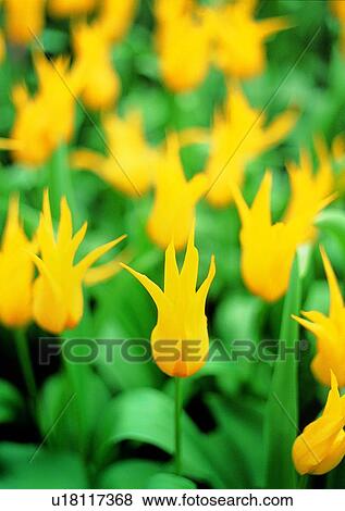 vegetation, plant, flower, yellow, tulip View Large Photo Image Stock Photo - vegetation, plant, flower, yellow, tulip. Fotosearch