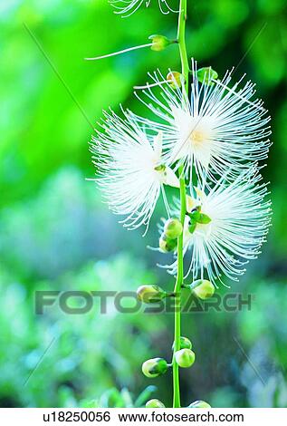 vegetation, plant, white, flower, schoepfia jasminodra sieb&zucc View Large Photo Image Stock Photograph - vegetation, plant, white, flower, schoepfia jasminodra sieb&zucc. Fotosearch