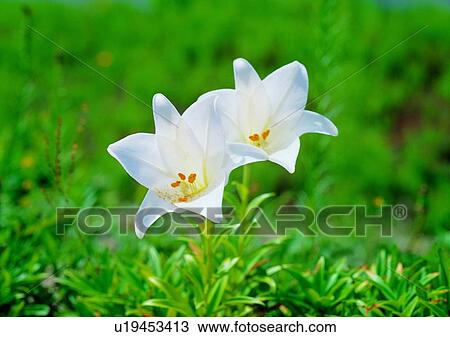 Stock Image - vegetation, white, plant, flower. Fotosearch