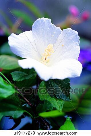 vegetation, white, plant, flower View Large Photo Image Stock Photo - vegetation, white, plant, flower. Fotosearch