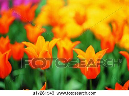 vegetation, yellow, tulip, flower, plant View Large Photo Image Stock Image - vegetation, yellow, tulip, flower, plant. Fotosearch