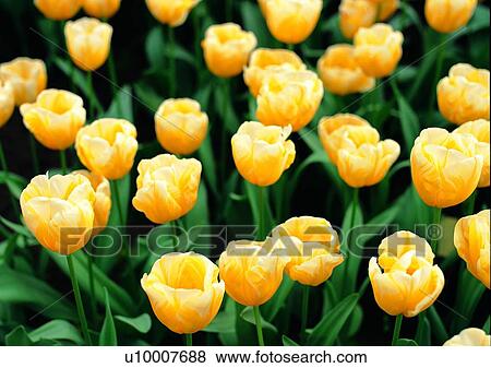 yellow, tulip, vegetation, flower, plant View Large Photo Image Stock Photo - yellow, tulip, vegetation, flower, plant. Fotosearch