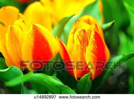 yellow, tulip, vegetation, plant, flower View Large Photo Image Stock Photo - yellow, tulip, vegetation, plant, flower. Fotosearch