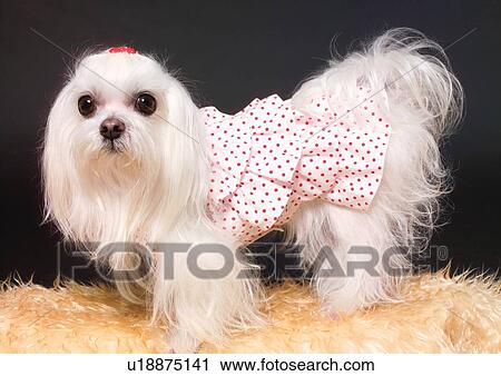Stock Image - black background, canine, close-up, decorated, dog. Fotosearch