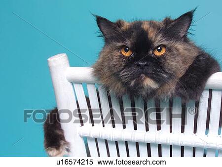 Stock Photography - black, blue background, cane chair, carnivore, cat. Fotosearch