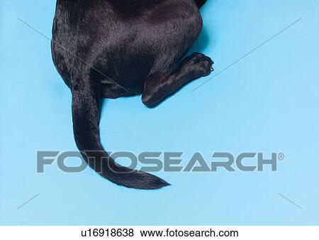 Stock Photo - black, blue, close-up, dog, fluffy. Fotosearch