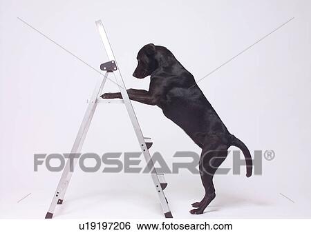 Stock Photograph - black, canine, close-up, device, dog. Fotosearch
