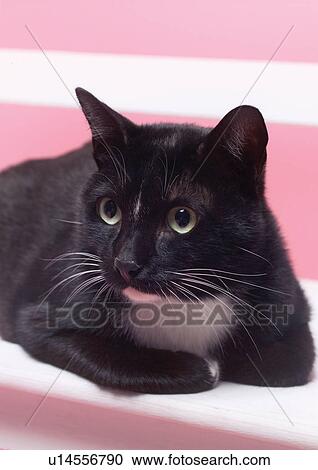 black, carnivore, cat, claws, close-up View Large Photo Image Stock Image - black, carnivore, cat, claws, close-up. Fotosearch