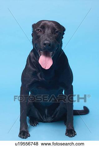 Stock Photo - black, close-up, canine, blue background, alert. Fotosearch