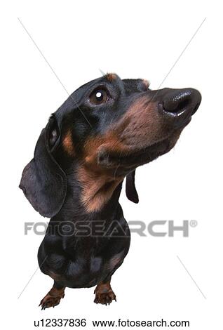 Stock Photograph - black, looking away, close-up, creature, canine. Fotosearch