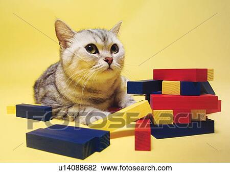 blocks, carnivore, cat, claws, close-up View Large Photo Image Stock Image - blocks, carnivore, cat, claws, close-up. Fotosearch