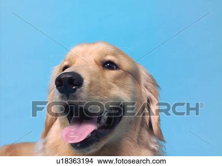 blue background, brown, canine, close-up, dog View Large Photo Image Picture - blue background, brown, canine, close-up, dog. Fotosearch