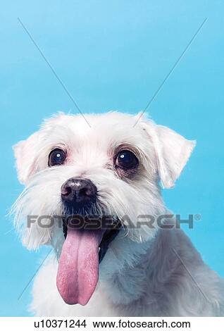 Picture - blue background, canine, close-up, dog, domestic. Fotosearch