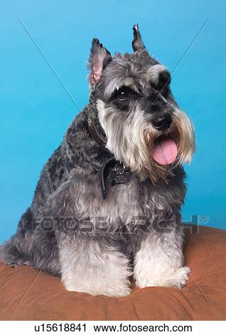 Stock Image - blue background, canine, close-up, content, dog. Fotosearch