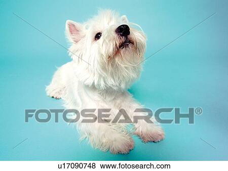 Stock Photo - blue background, canine, close-up, content, dog. Fotosearch